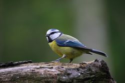 blue-tit-gee2ce74c0 1920